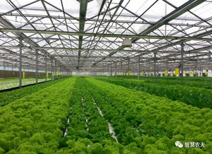 蔬菜無人種植工廠來了 從種植到采收全程自動化，農(nóng)民會失業(yè)嗎？