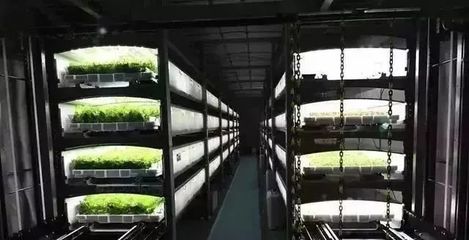 疫情下的逆襲 日本植物工廠如何實現(xiàn)蔬菜銷量大增與新鮮水果零售拓展
