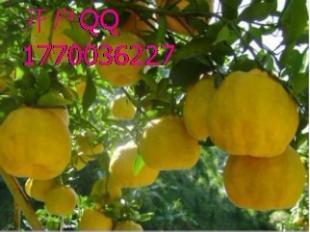 中泰開(kāi)戶指南 九江律程商務(wù)信息咨詢(xún)與世界工廠網(wǎng)如何協(xié)同助力企業(yè)成長(zhǎng)